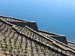 Vineyards_lavaux